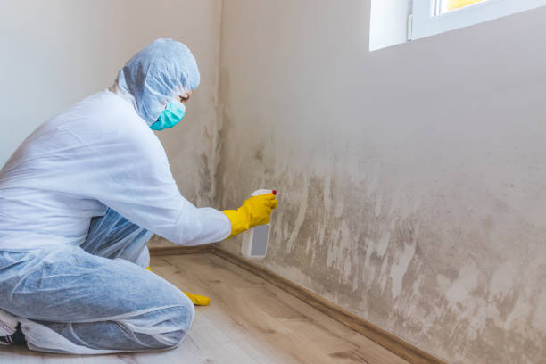 Licensed Commercial Mold Remediation service in Huntingdon, TN - WQB Mold Removal